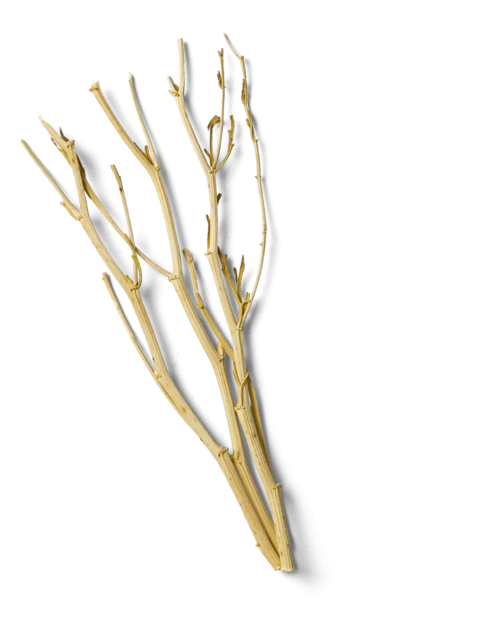 Naturopatia 4 branch