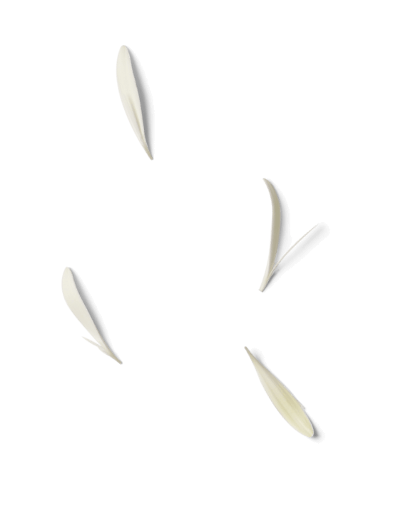 Naturopatia 6 flowers