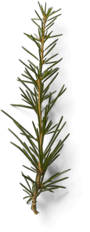 Naturopatia 14 pine leaf